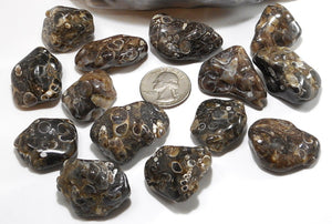 Turitella Agate